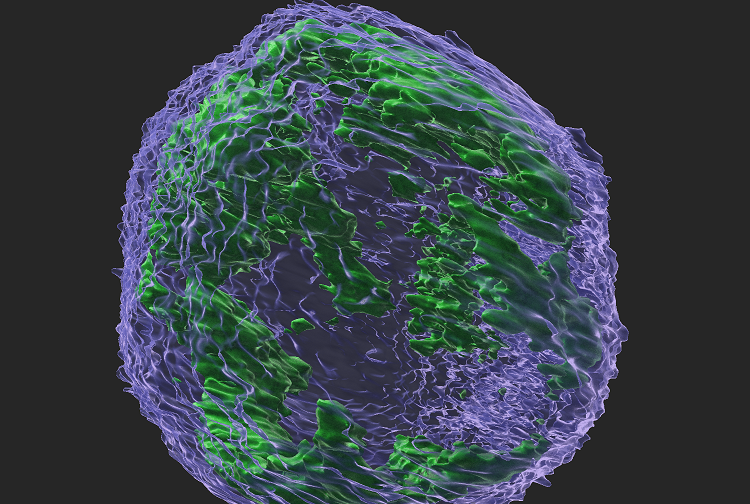 illustration of a microscopic image