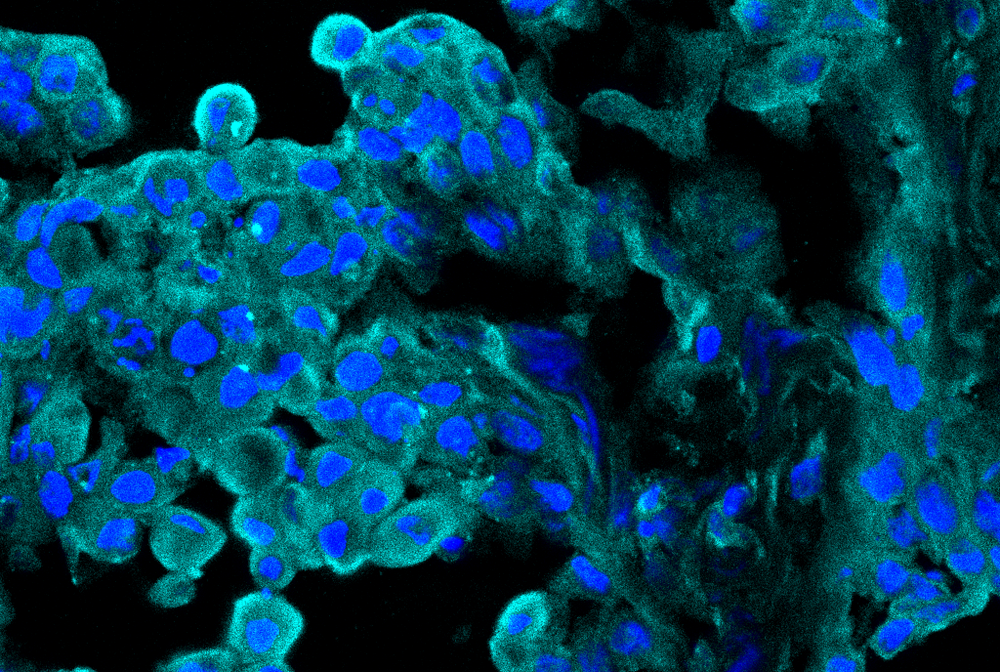 microscopic image