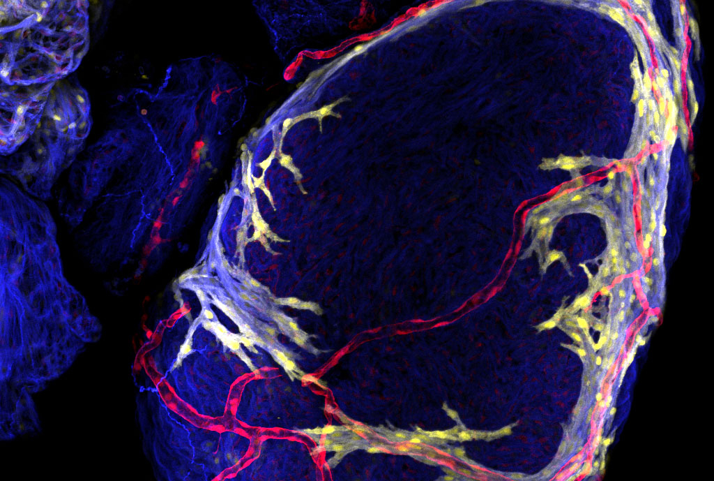 scientific image in blues, yellows and reds
