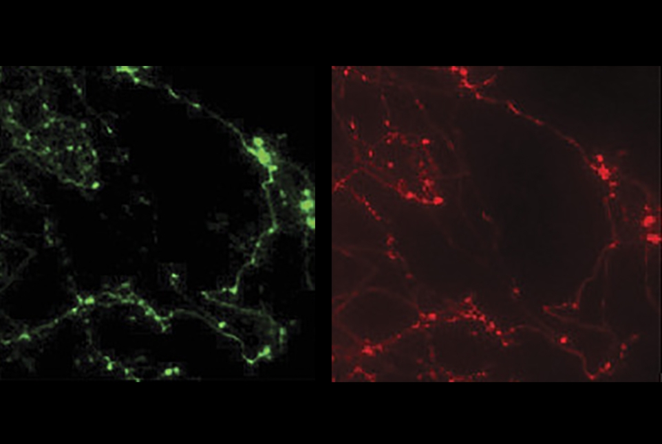 ATP sensor marks mitochondria in cells