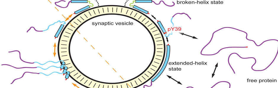 α-synuclein is a neuronal protein associated with Parkinson’s disease.