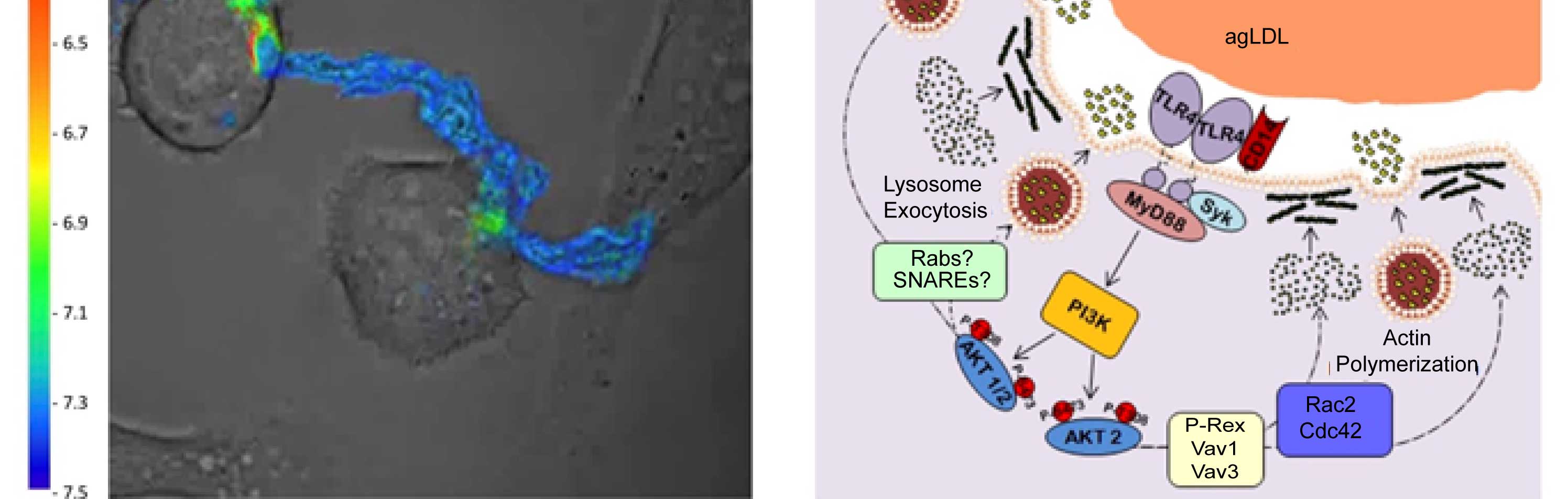 Extracellular digestion of aggregated LDL illustration.