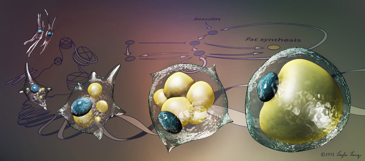 Laboratory of Diabetes and Obesity Signaling