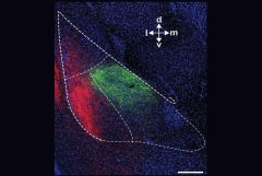 Advanced Brain Circuit-Mapping Technique Reveals New Anxiety Drug Target