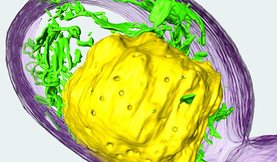 scientific yellow, purple and green image
