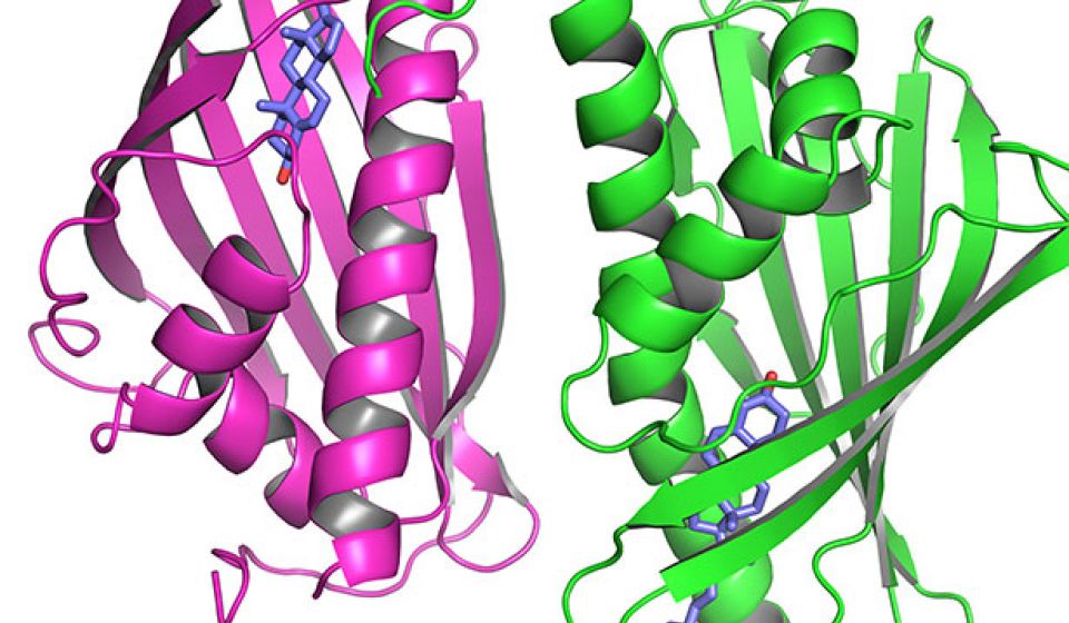 scientific image with pink and green ribbons